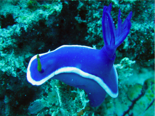 nudibranch2